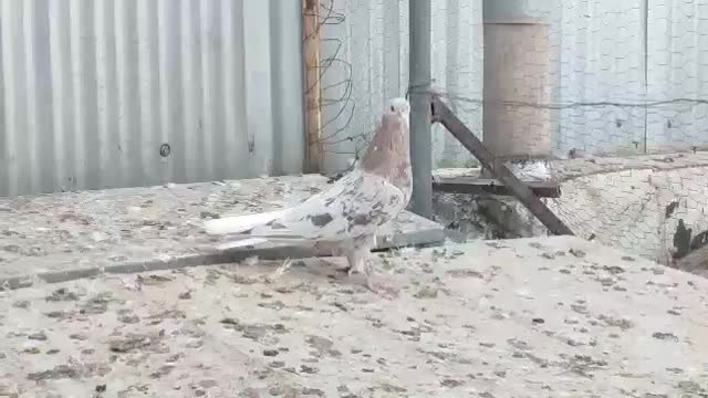 شخمی مایدوم|پرنده|همدان, |دیوار