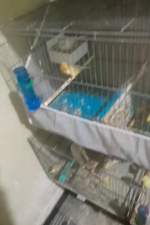 قناری نر|پرنده|مسجد سلیمان, |دیوار