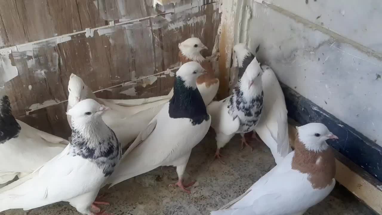 کبوتر یا کفتر|پرنده|شیراز, کوزه گری|دیوار