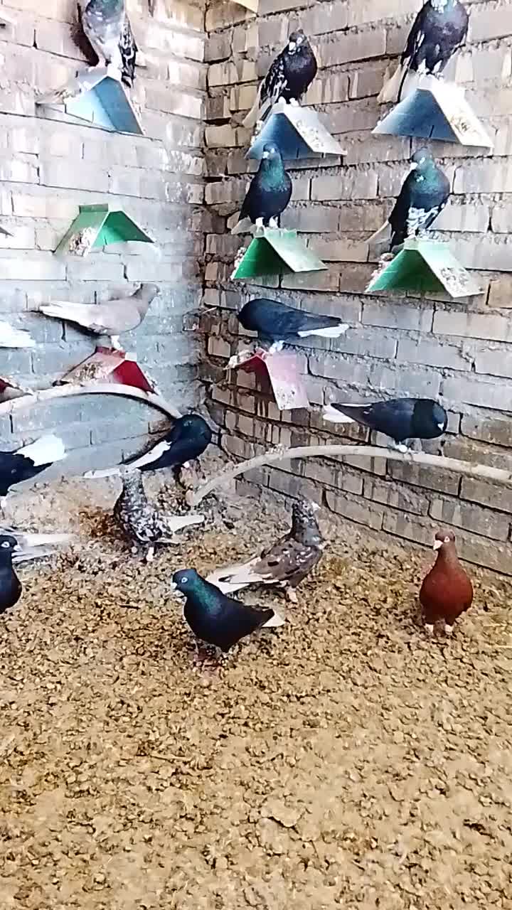 دم سفید|پرنده|حمیدیه, |دیوار