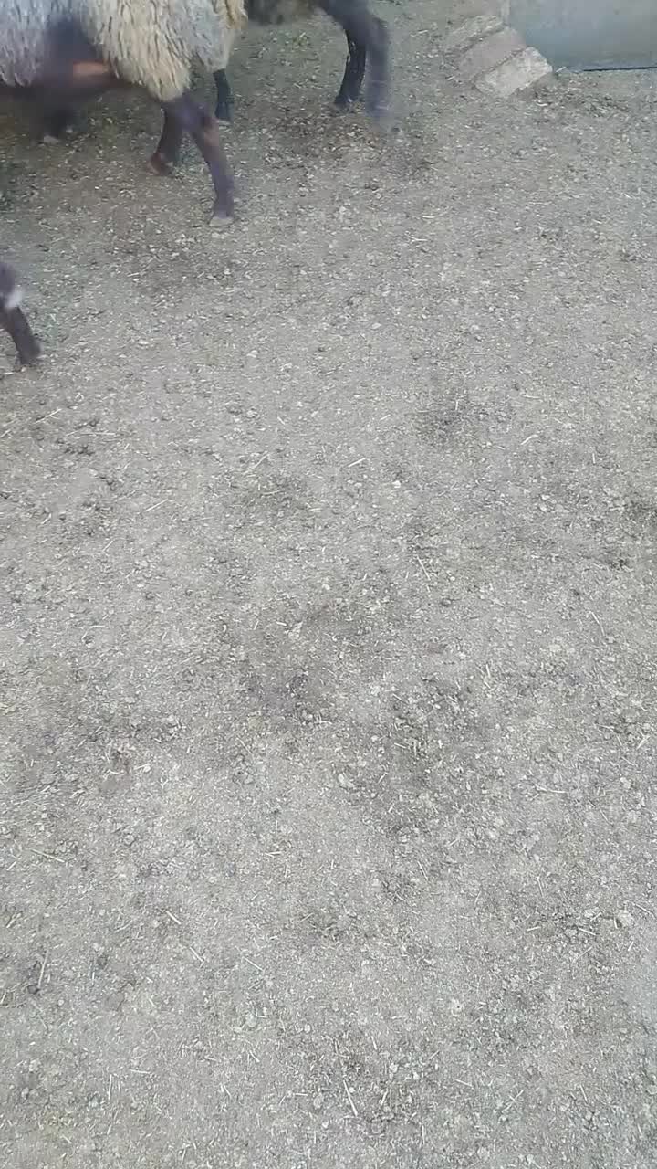 ۷تا میش بره|حیوانات مزرعه|کوهدشت, |دیوار