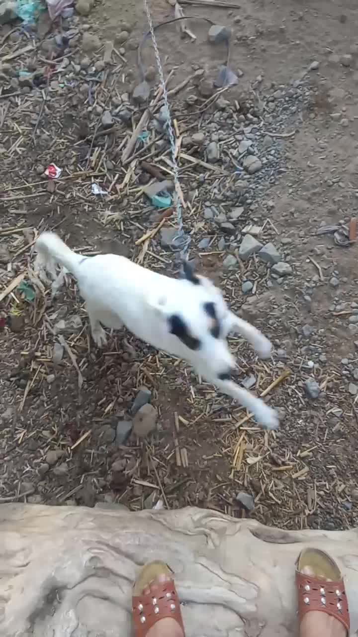 سگ واگذارمیشه|سگ|کهنوج, |دیوار