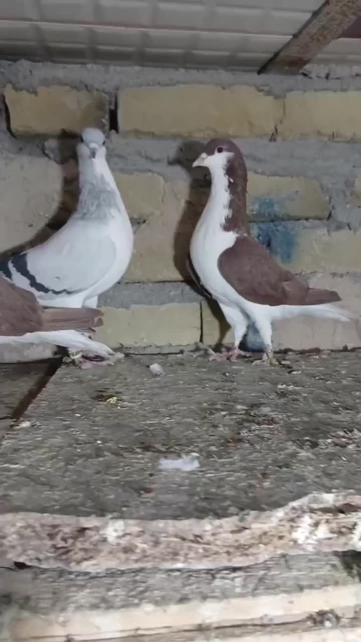 کفترای رنگی پرنده|پرنده|قزوین, |دیوار