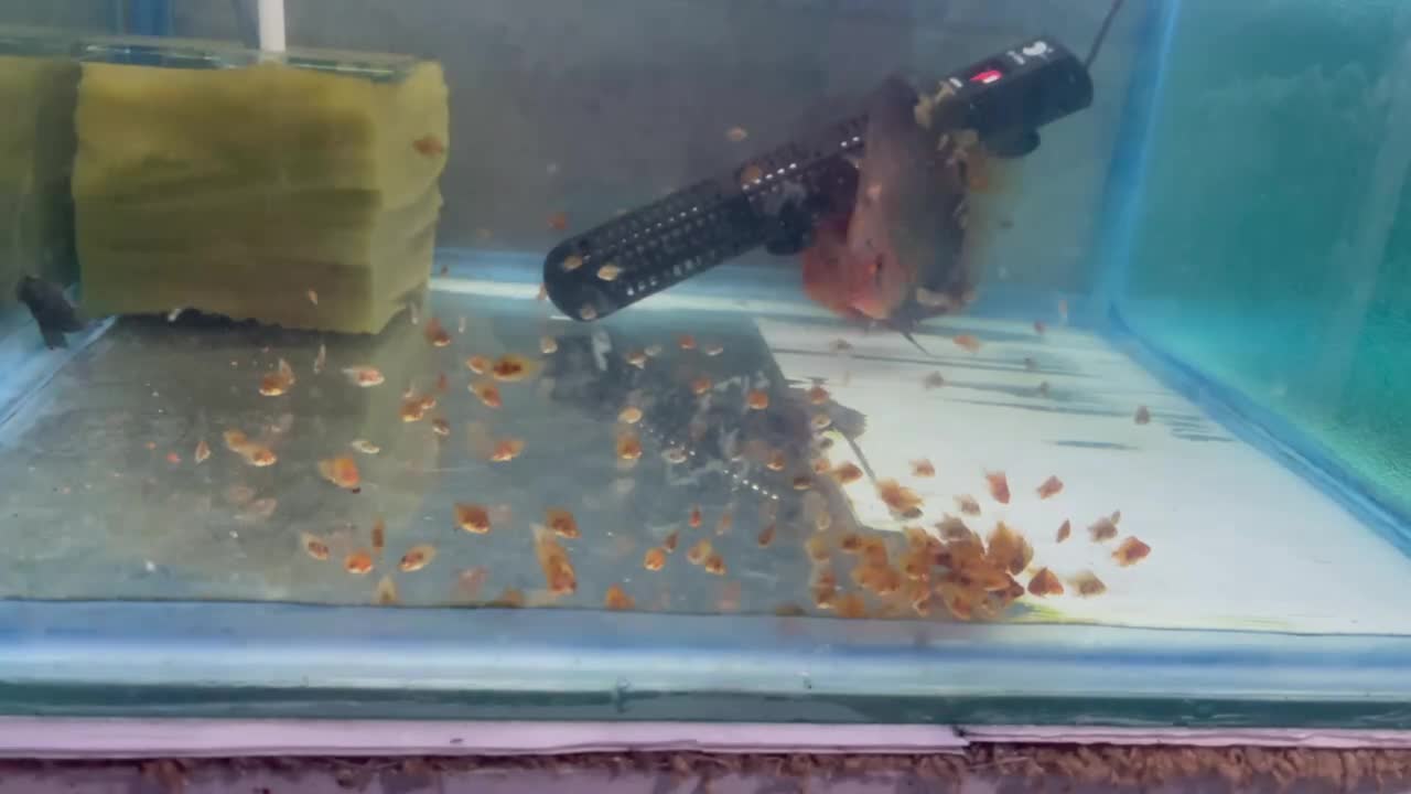 نه جفت دیسکس مولد|ماهی|مشهد, بهشت|دیوار