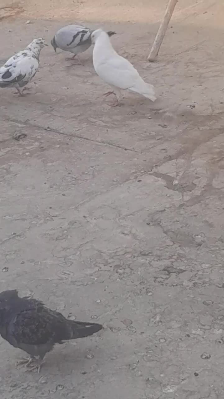 همه‌ جور هست|پرنده|قم, نخودی|دیوار