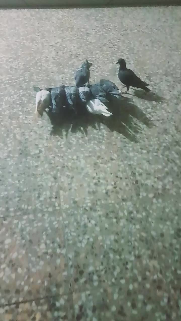 شوشتر|پرنده|شوشتر, |دیوار