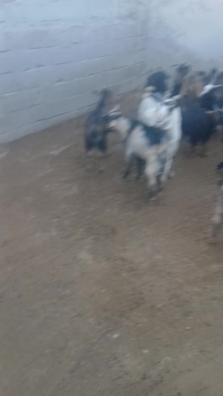 .بز|حیوانات مزرعه|پلدختر, |دیوار