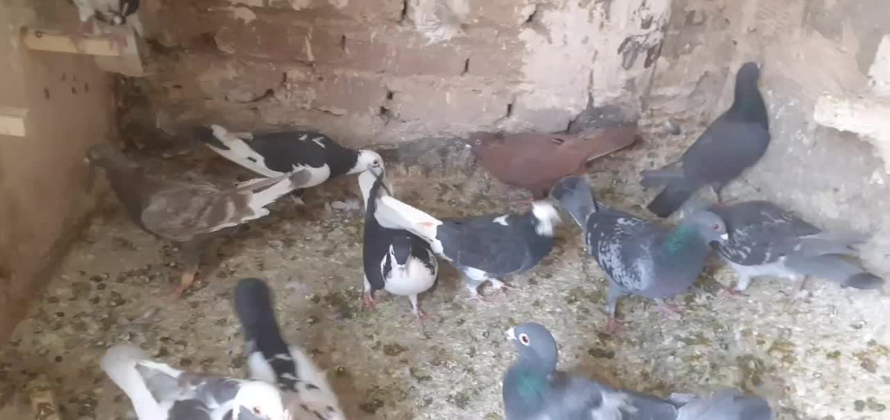 کفتر رنگی و پلاکی|پرنده|فردیس, فردیس|دیوار