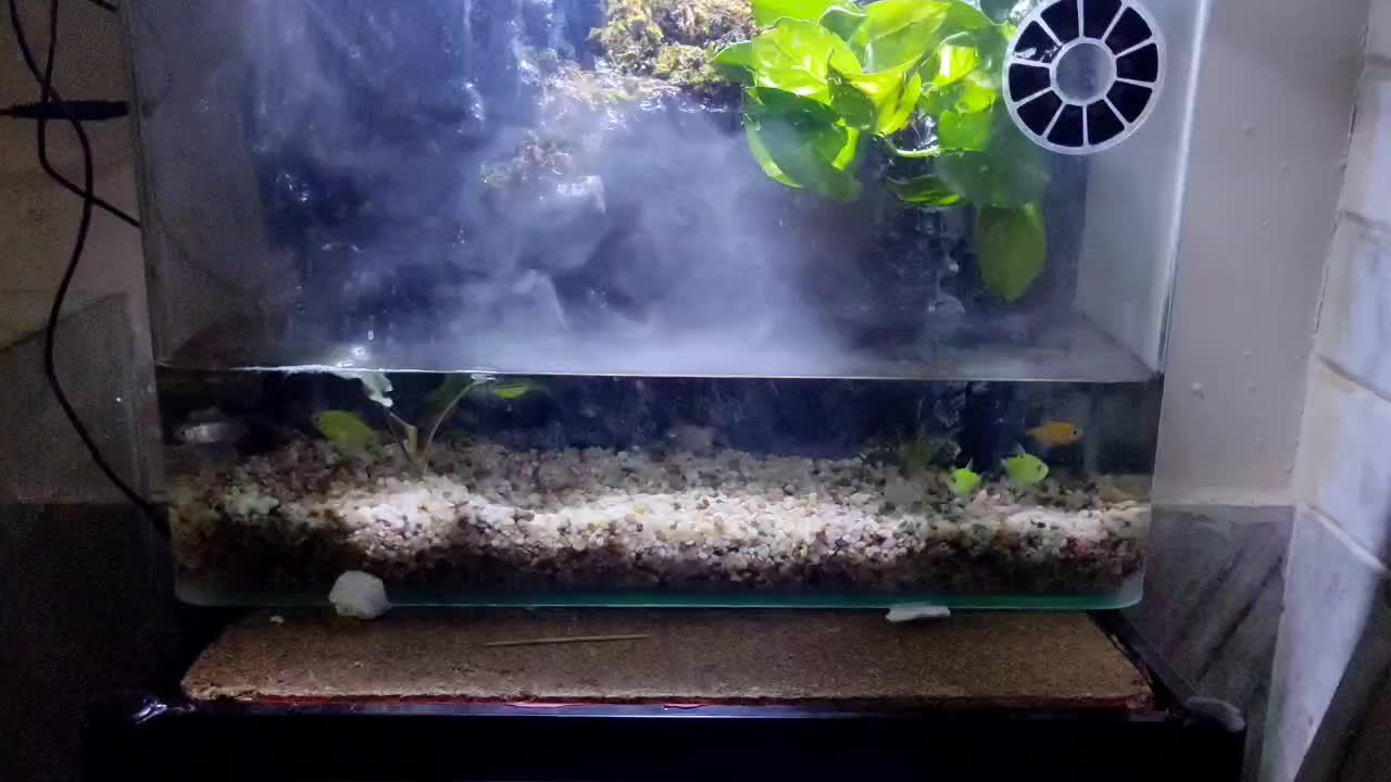 آکواریوم ، پالوداریم|ماهی|قم, شهرک توانیر|دیوار