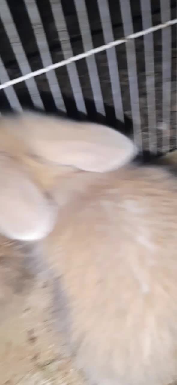 فروش توله خرگوش لپ دررنگ های مختلف دونه 190|موش و خرگوش|دوگنبدان, |دیوار