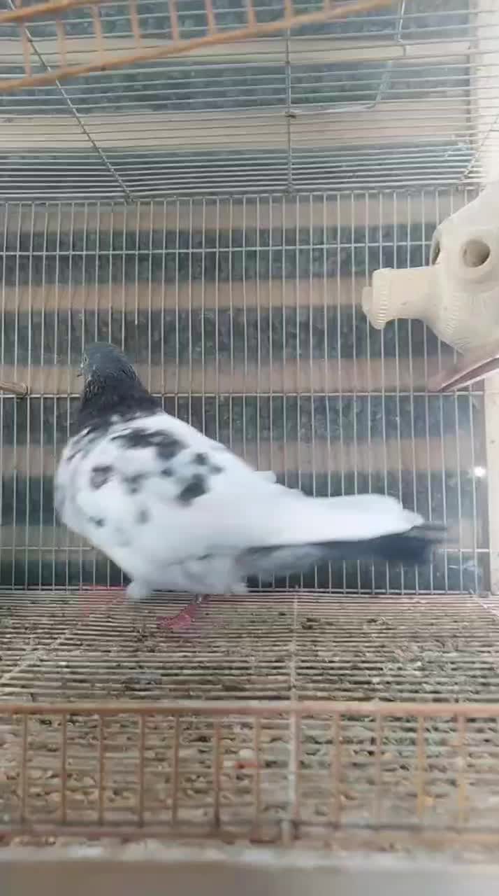 هوایی نر فقیر گل|پرنده|عسلویه, |دیوار