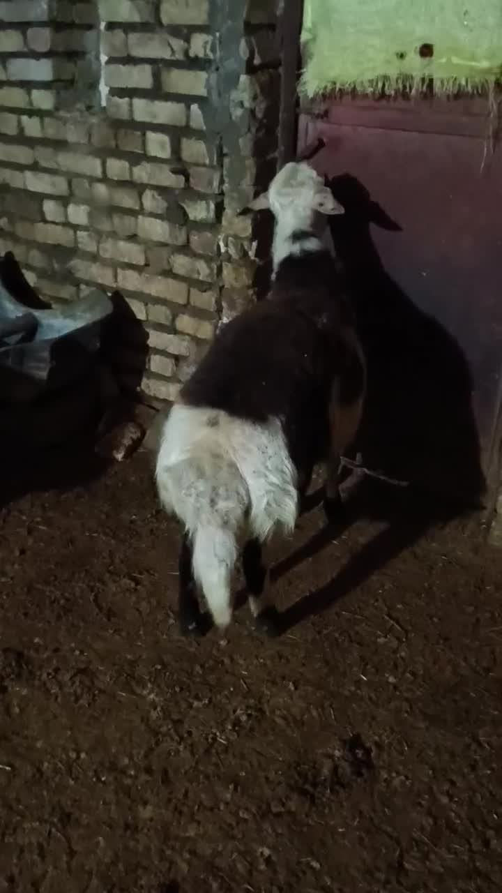 بره نر|حیوانات مزرعه|قیدار, |دیوار