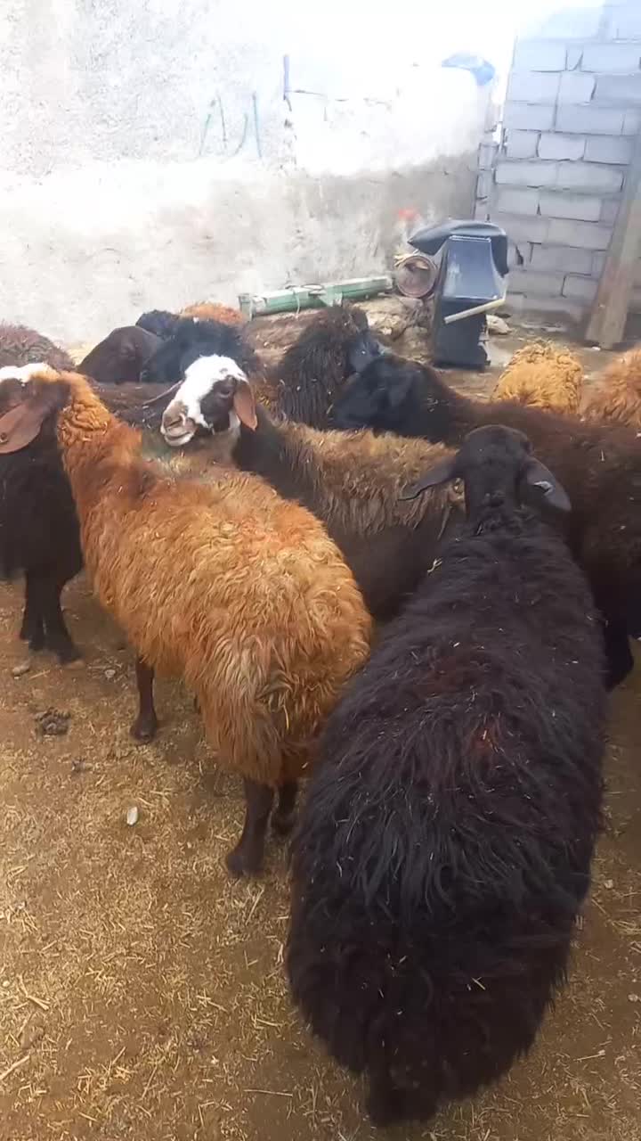 ۲۰ تا میش جوان|حیوانات مزرعه|دهگلان, |دیوار