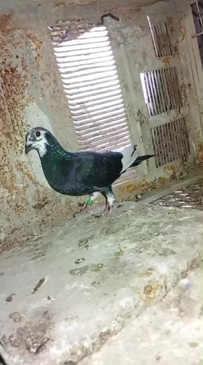 کبوتر|پرنده|کنارک, |دیوار