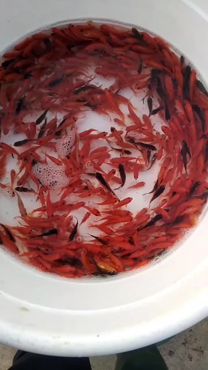 ماهی قرمز .  ماهی گلی|ماهی|قروه, |دیوار