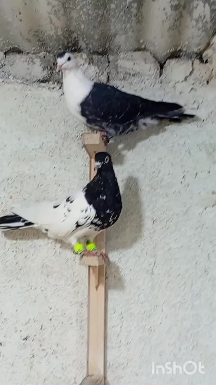 کبوتر|پرنده|میان جلگه, |دیوار