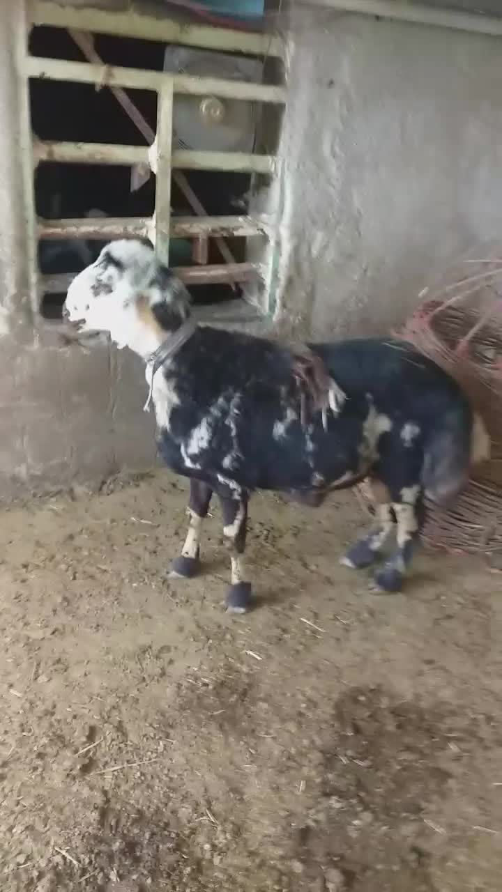 قوچ پلنگی میش بره بز|حیوانات مزرعه|کنگاور, |دیوار