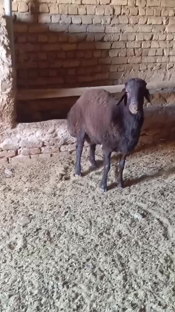 بره قوچی همو|حیوانات مزرعه|زاوه, |دیوار