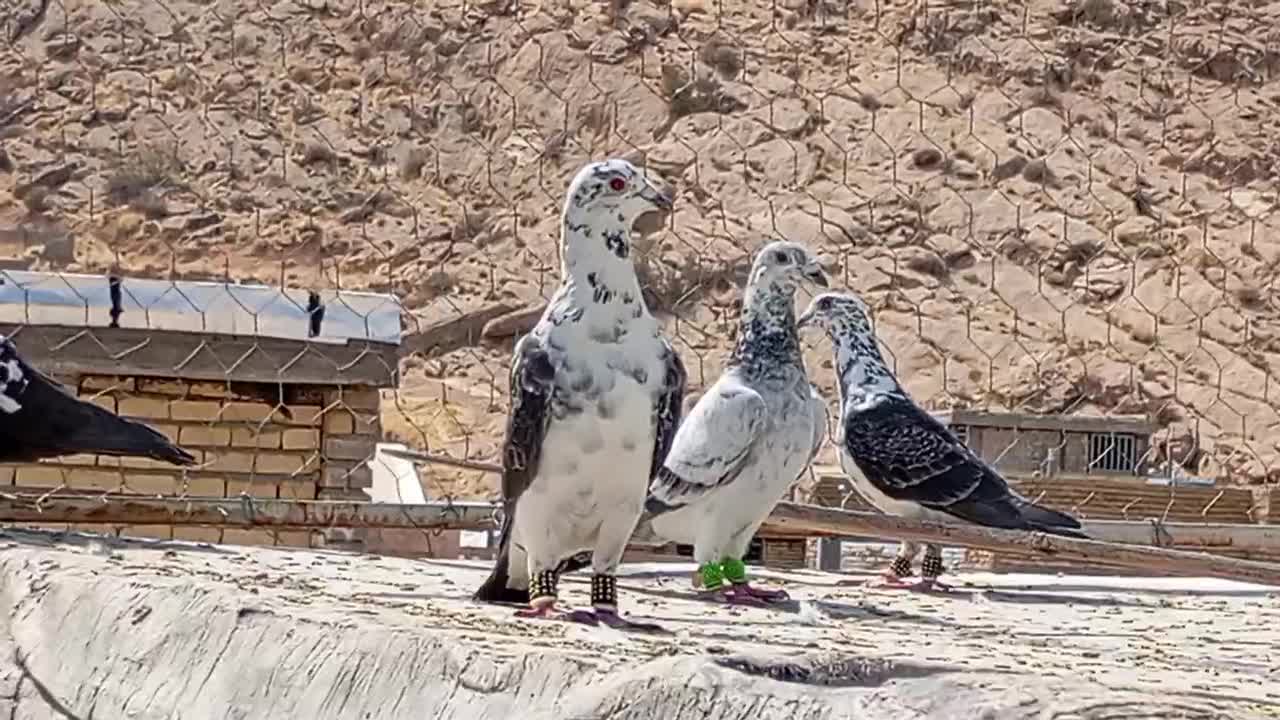 کبوتر سینه سفید|پرنده|شیراز, شاپورجان|دیوار