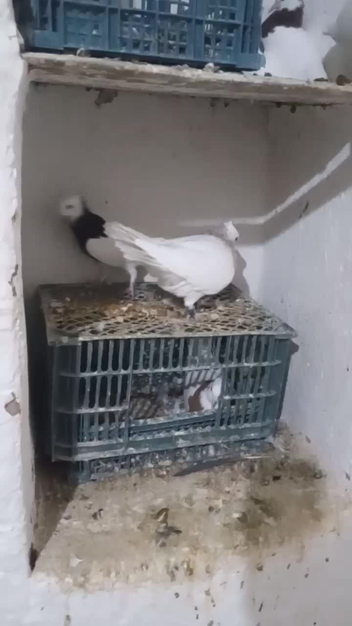 کفتر طوقی خوشکل و زرنگ|پرنده|سلامی, |دیوار