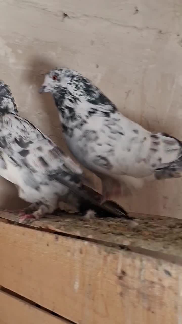 کفتر جفت دستپرقوچی|پرنده|فردیس, داوری|دیوار