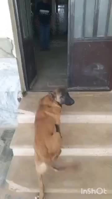 توله سگ سرابی|سگ|بروجرد, |دیوار