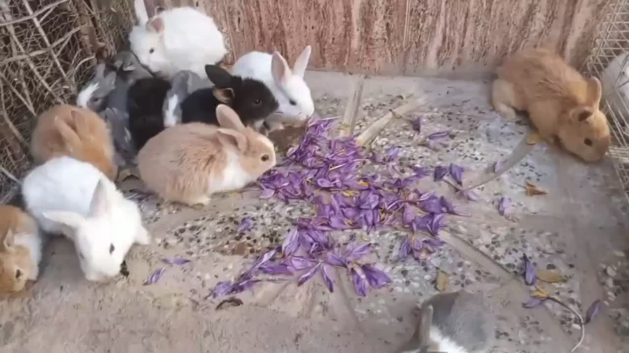 خرگوش بالغ لوپی وجرسی|موش و خرگوش|خواف, |دیوار