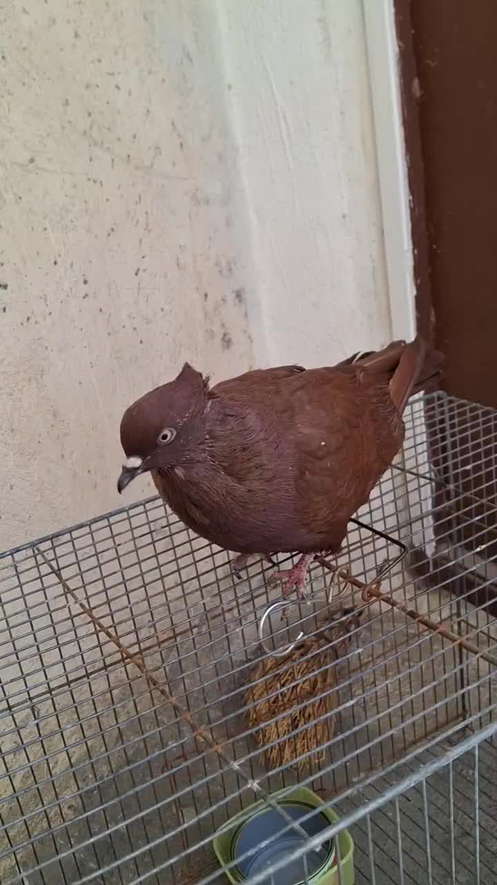 نر سرخ|پرنده|دورود, |دیوار