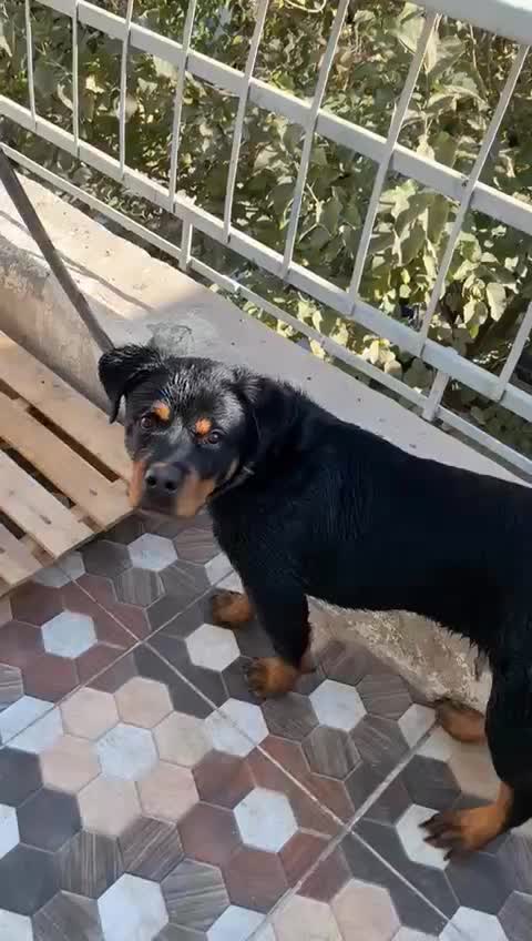 فروش سگ نژاد رودفایلر|سگ|کرمان, |دیوار