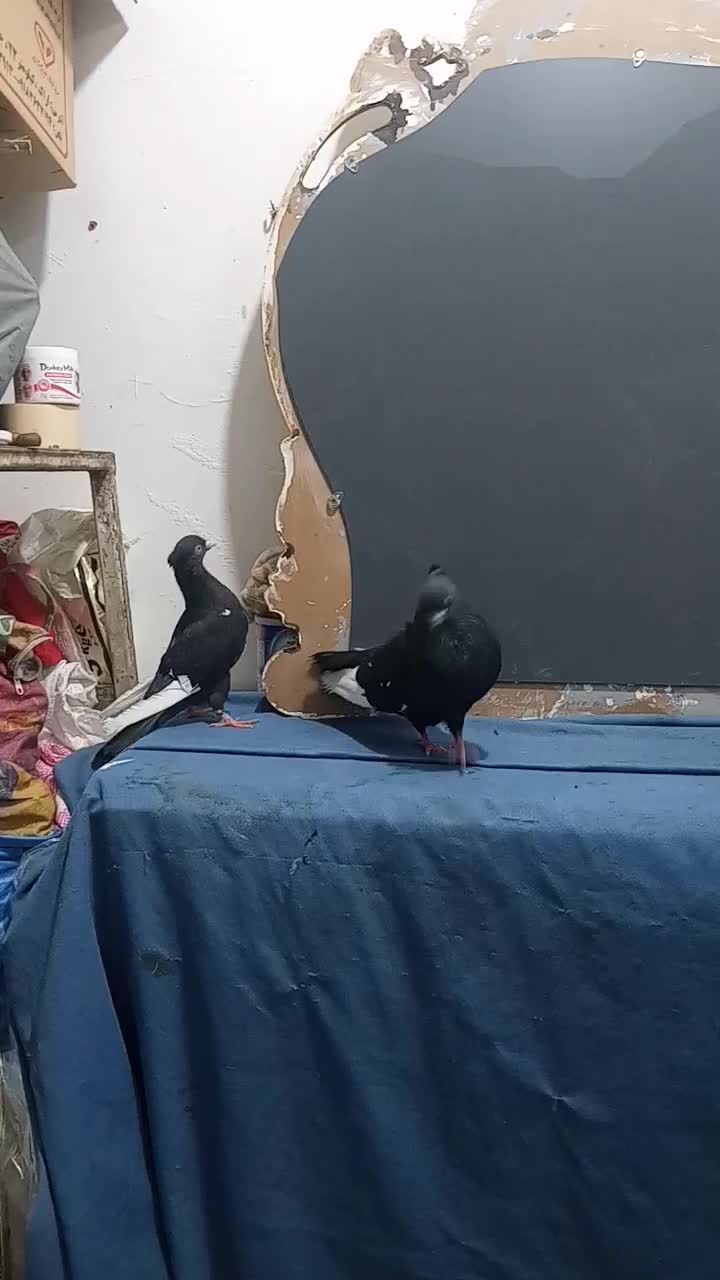 جفت سینه ای درشت و هیکلی|پرنده|اهواز, کمپلو شمالی|دیوار