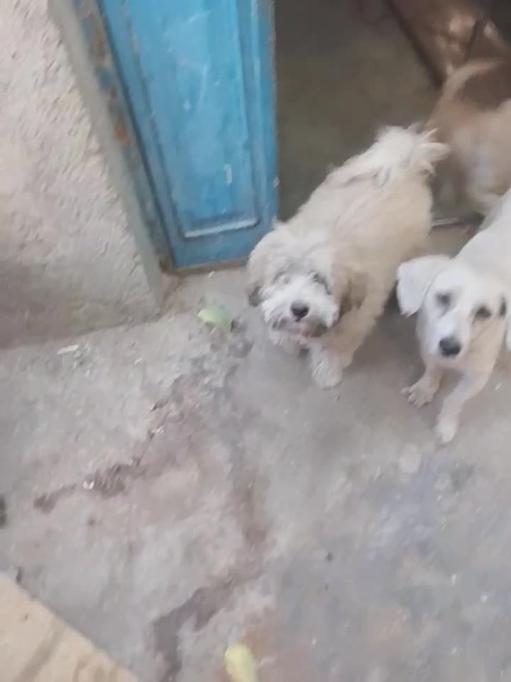 سک خیلی خب|سگ|چهاردانگه (تهران), |دیوار