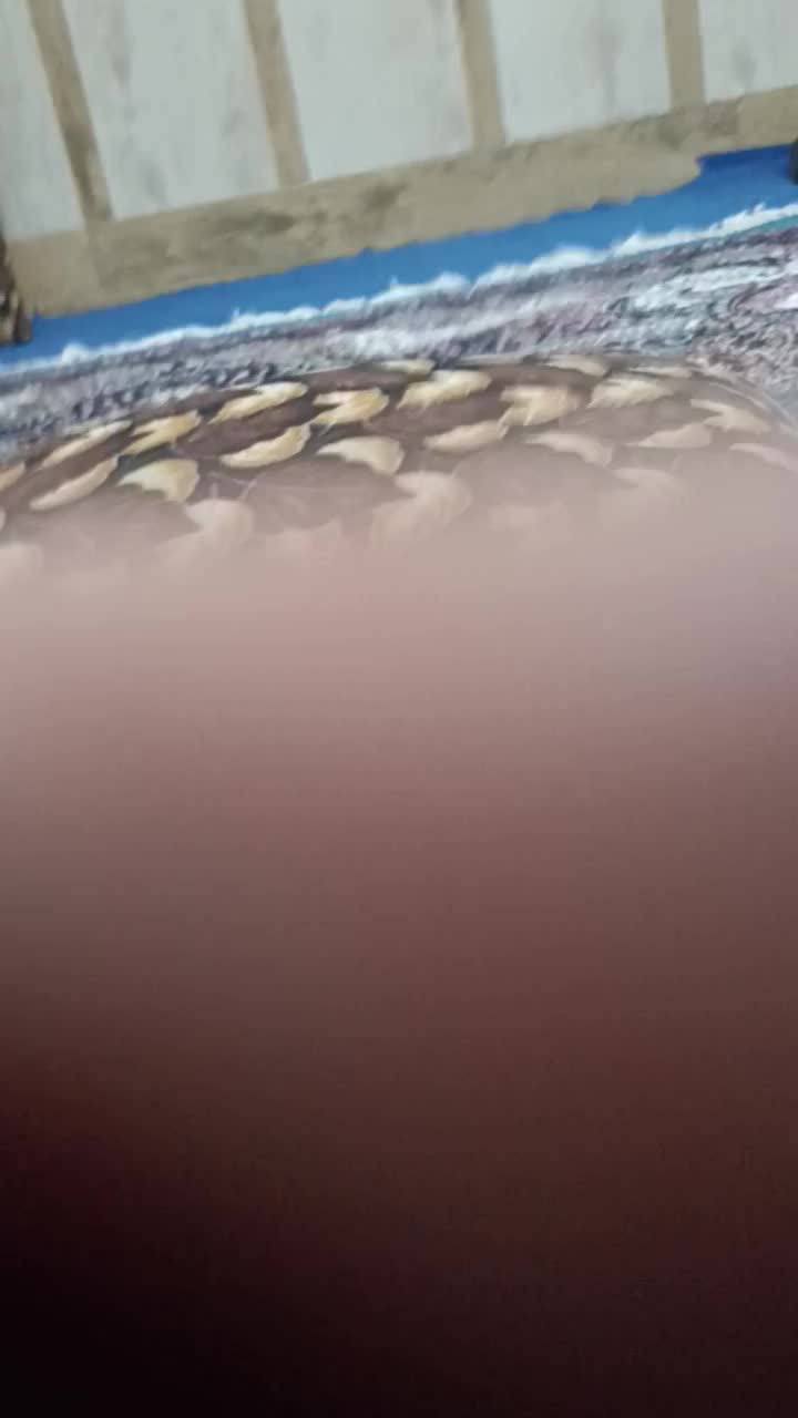 توله پامر خرسی|سگ|مشهد, بهاران|دیوار