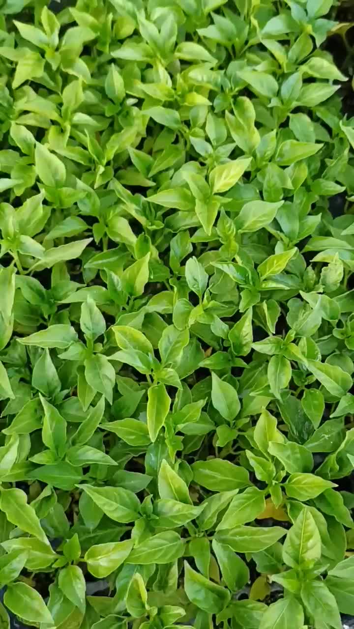 نشاع|خدمات باغبانی و درختکاری|زنجان, |دیوار