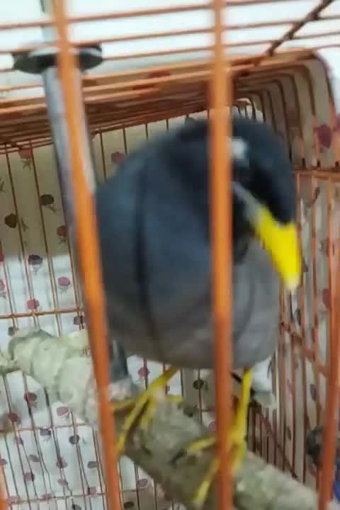 مرغ مینا سخنگو معاوضه|پرنده|تهران, امام زاده عبدالله|دیوار