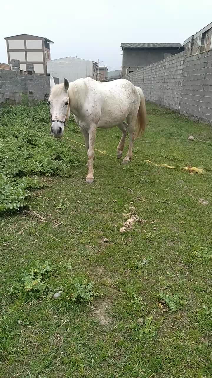 اسب|اسب و تجهیزات اسب‌سواری|گرگان, |دیوار