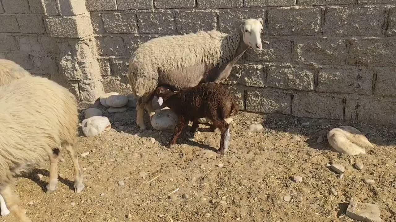 باسلام 7راس گوسفندزاییده|حیوانات مزرعه|رامشیر, |دیوار