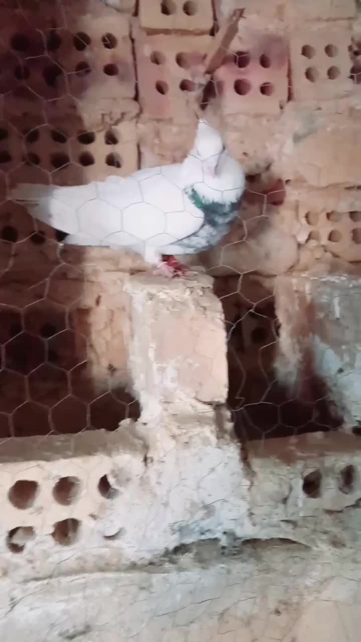 طوقی|پرنده|آشخانه, |دیوار