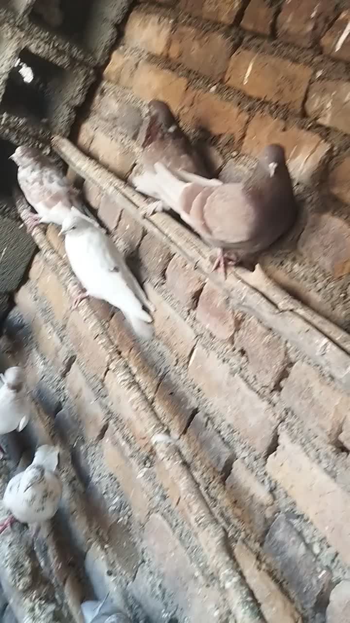 ۱۳عددکبوتر به فروش می‌رسد همشونو گرفتم میفروشم|پرنده|نوشین شهر, |دیوار