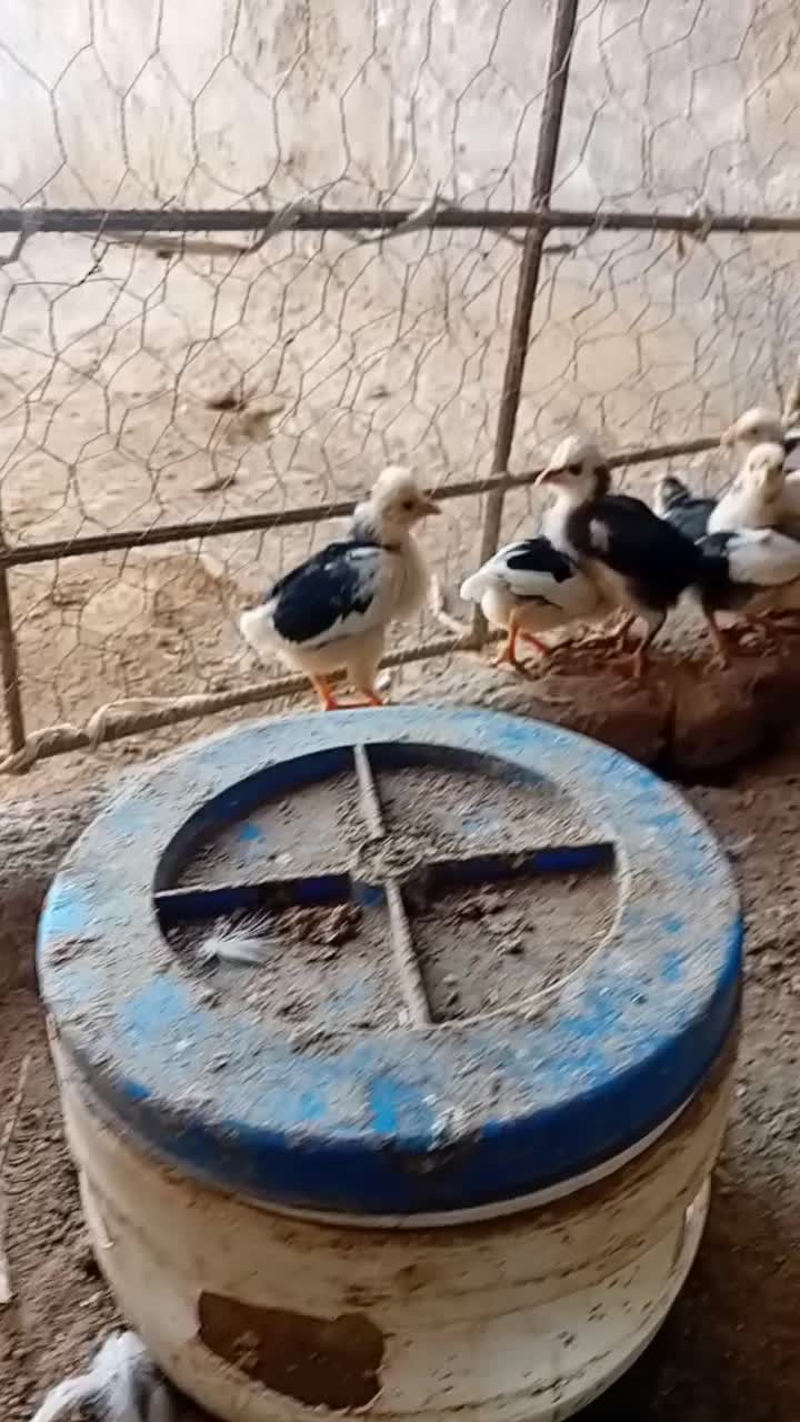 مرغ گلین وجوجه گلین نیمچه|حیوانات مزرعه|انبارآلوم, |دیوار