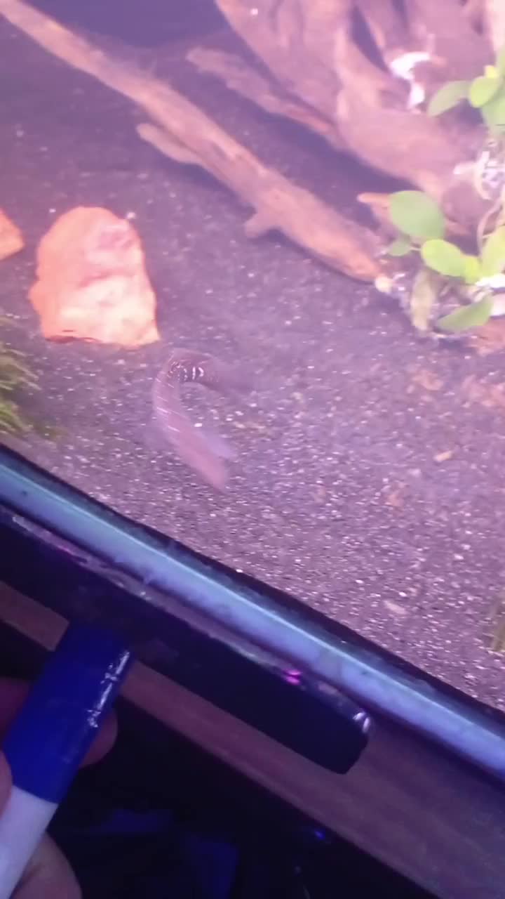 چانا آسیاتکا|ماهی|تهران, خزانه|دیوار