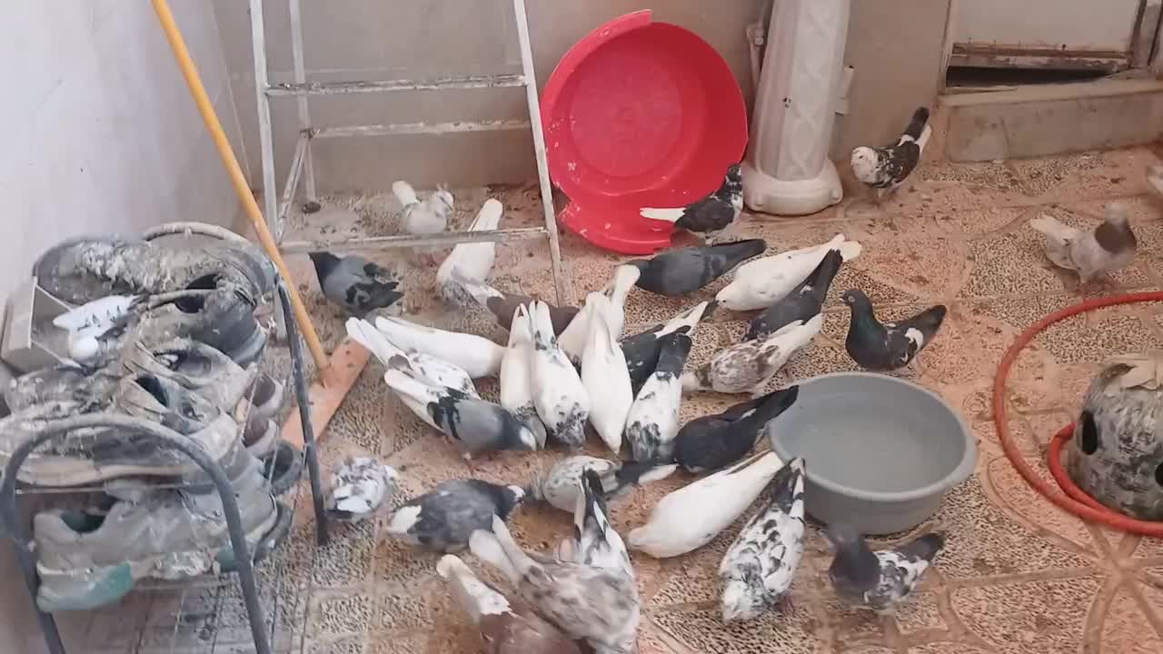 سلام تعدادی کفتر نرماده ساعت بالا پریده جواب داده|پرنده|شهریار, دهشاد پائین|دیوار