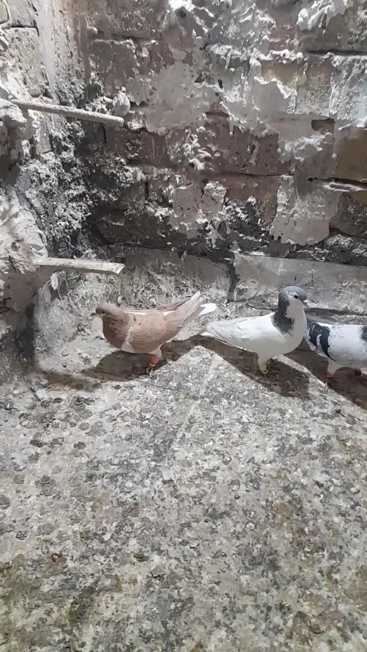 پیداشده|حیوانات|سبزوار, شرق کال میانی|دیوار