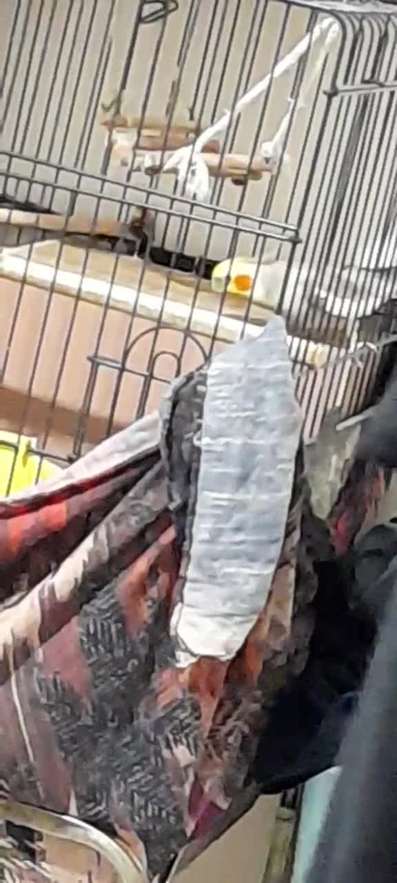 عروس هلندی|پرنده|تهران, کرمان|دیوار