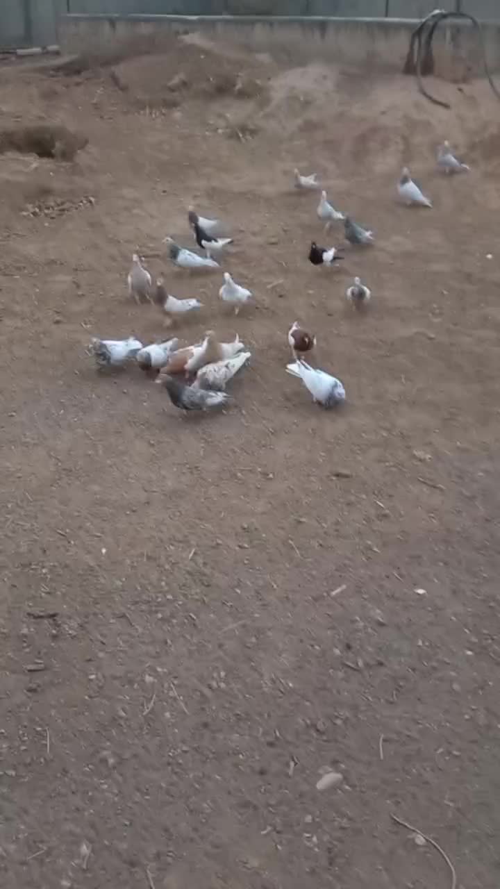 همه هفت رنگ|پرنده|شال, |دیوار