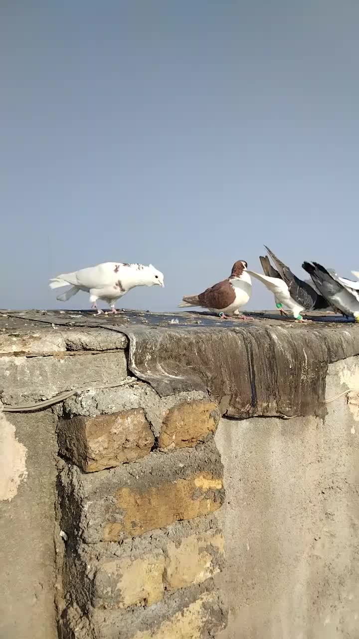 کفتر|پرنده|مشهد, چهاربرج|دیوار