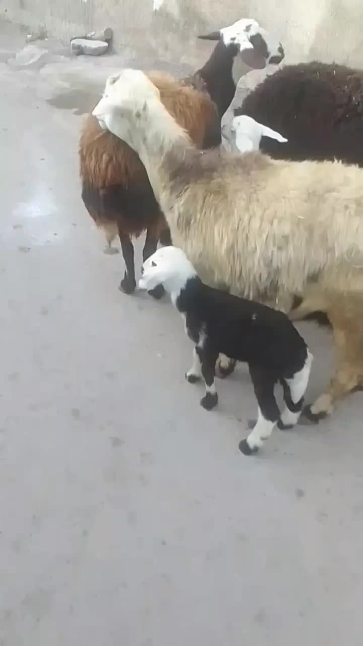 سه رس میش بره افشارجنس انتیک|حیوانات مزرعه|بروجرد, |دیوار