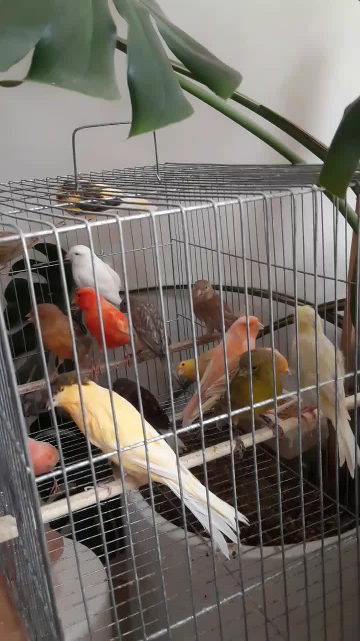 معاوضه قناری بامرغ تخمگذار جوان|پرنده|حمیدیا, |دیوار