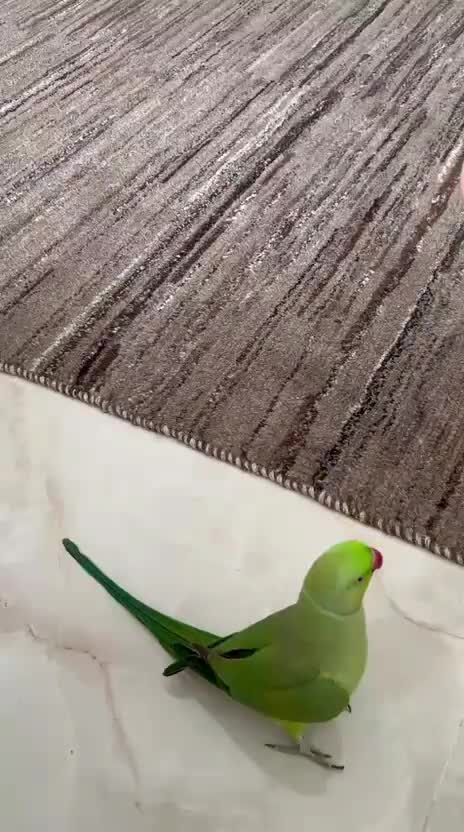 طوطی ملنگو نر|پرنده|تهران, جوادیه تهرانپارس|دیوار