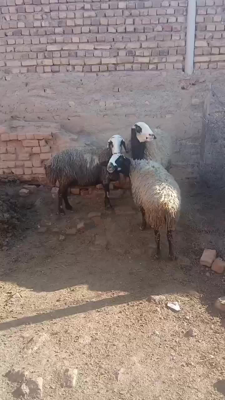 ۴۵۰۰۰۰۰۰۰|عمده‌فروشی|اسفرورین, |دیوار