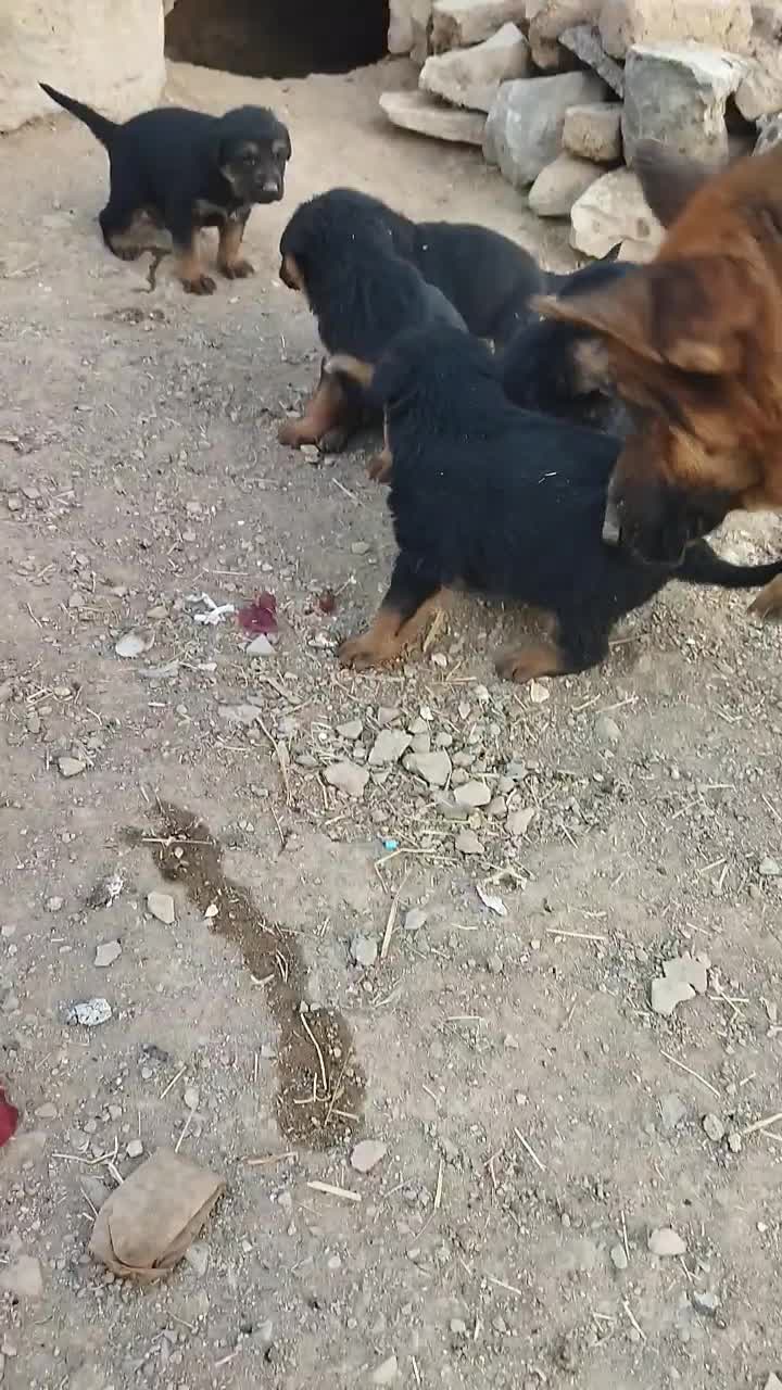 توله میکس ژرمن|سگ|کرمانشاه, |دیوار